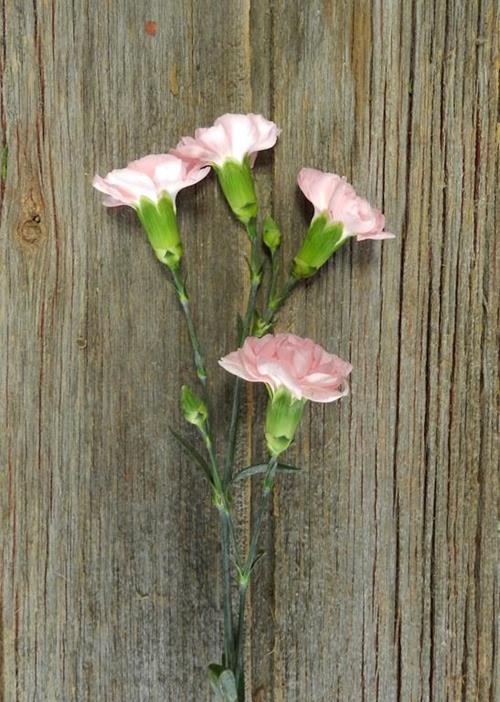 RITOMO PINK MINI CARNATIONS